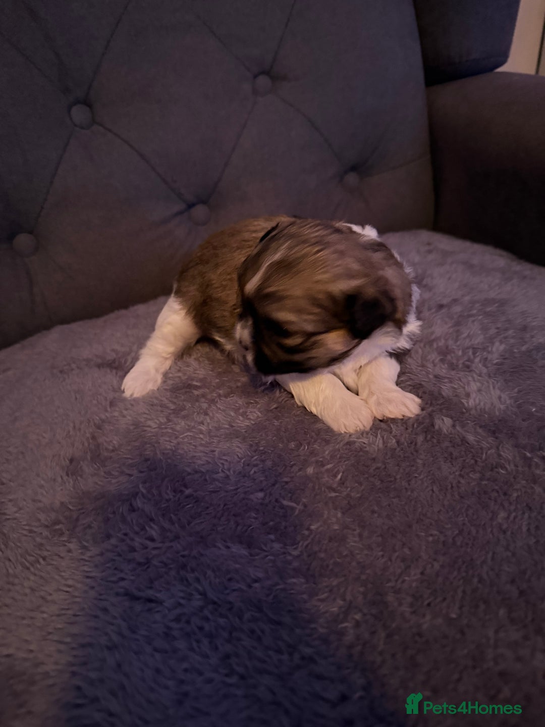 Mixed Breed dogs for sale: Teddy Bear Puppies - Advert 16