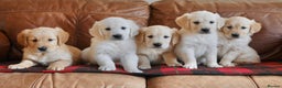 Golden Retriever dogs for sale: Quality KC Health Tested Golden Retriever Puppies - Advert 5