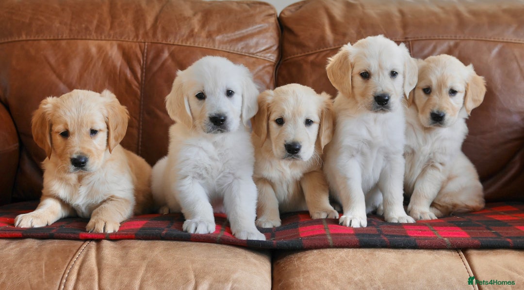 Golden Retriever dogs for sale: Quality KC Health Tested Golden Retriever Puppies - Advert 5