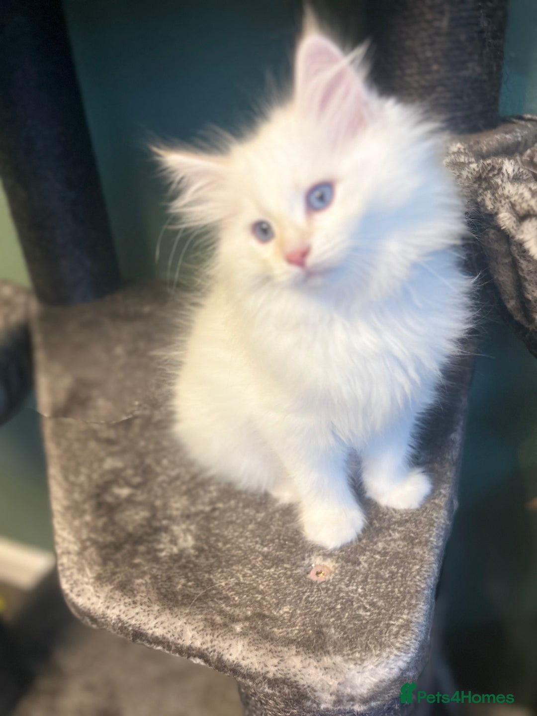 Siberian cats for sale: 😍 Siberian Neva Masquerade kittens 😍 - Image 27