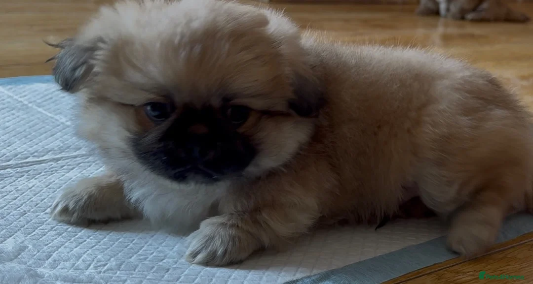 Pekingese dogs for sale: 4 Pekingese puppies  in Milton Keynes - Advert 17