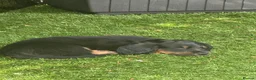 Miniature Dachshund dogs for sale: REDUCED KC REG Short Hair Miniature Dachshund Pups - Advert 8