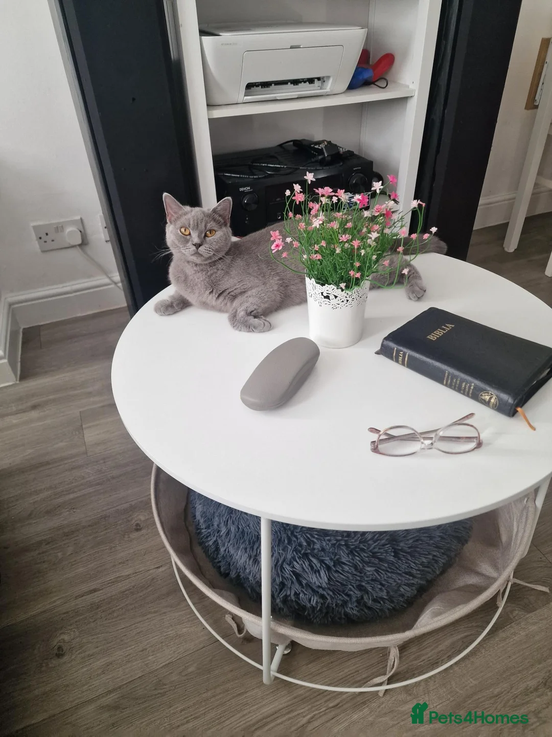 British Shorthair cats for sale: 2 kittens blue & 2 chocolate dark  - Advert 9