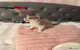 British Shorthair cats for sale: Pure British Shorthair kittens ready now 🏆🥇😻 - Image 29