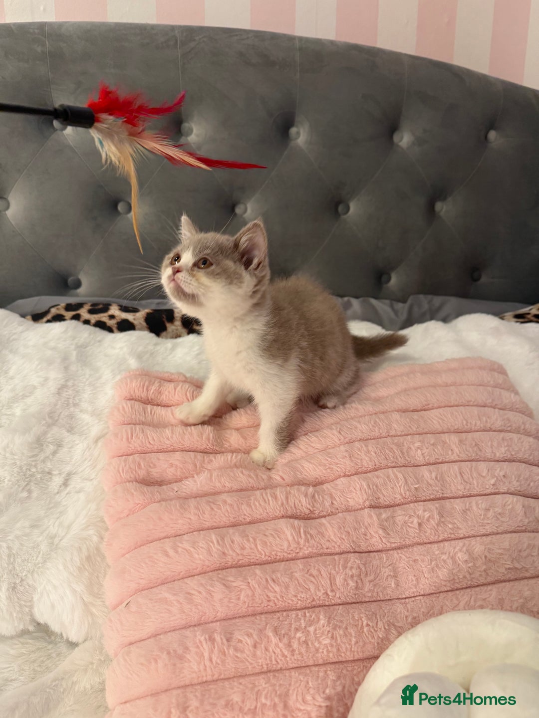 British Shorthair cats for sale: Pure British Shorthair kittens ready now 🏆🥇😻 - Image 29