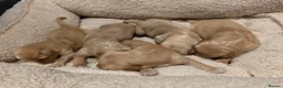 Golden Retriever dogs for sale: Golden retriever champion bloodline puppies. - Advert 24