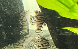 Plecos fish for sale: L236sw Pleco. 1” & 2”-3”  - Image 11