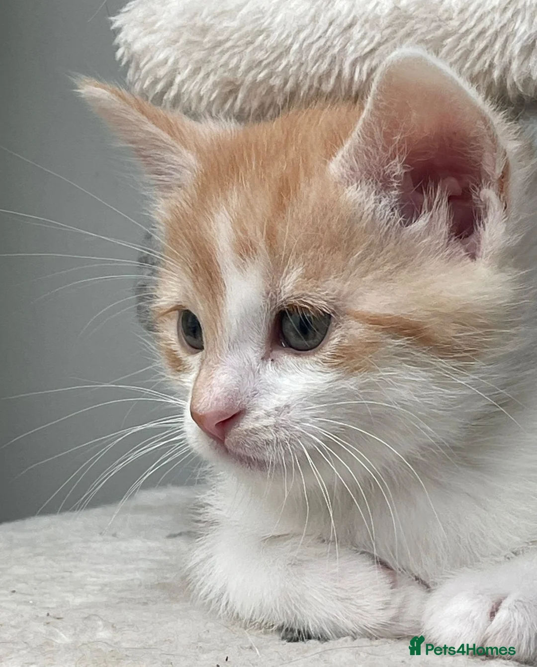 Mixed Breed cats for sale: Part Ragdoll Kittens Looking for Forever Families - Advert 2