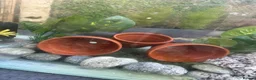 Fancy Goldfish fish for sale: Big fish tank and all accessories - Advert 4