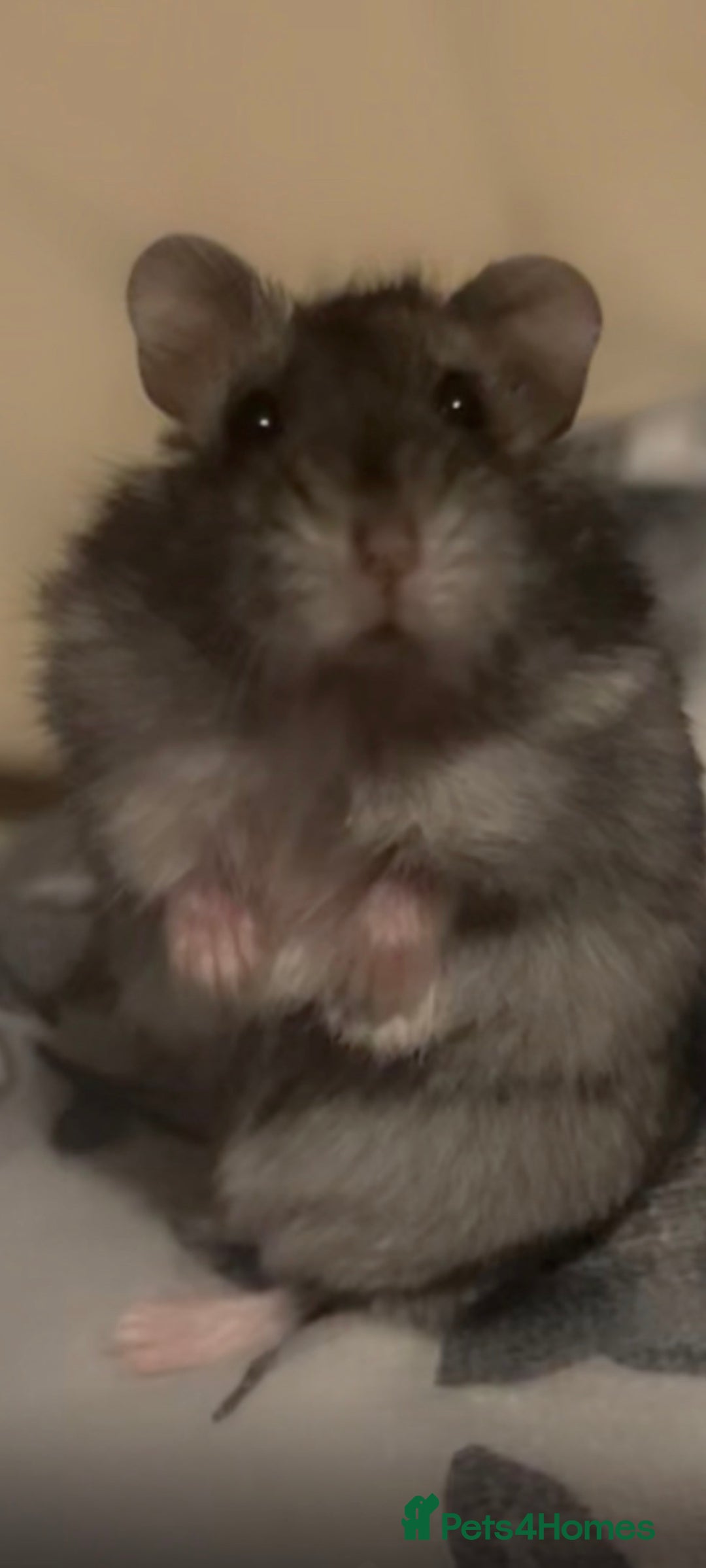 Hamster rodents for sale: Female Russian dwarf hamster - Advert 2