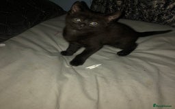 Mixed Breed cats for sale: 2 stunning kittens x - Image 6