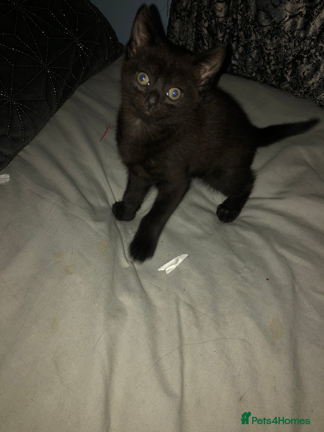 Mixed Breed cats for sale: 2 stunning kittens x - Image 6