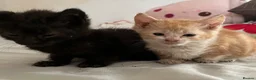 Mixed Breed cats for sale: Last 2 kittens left - Advert 13