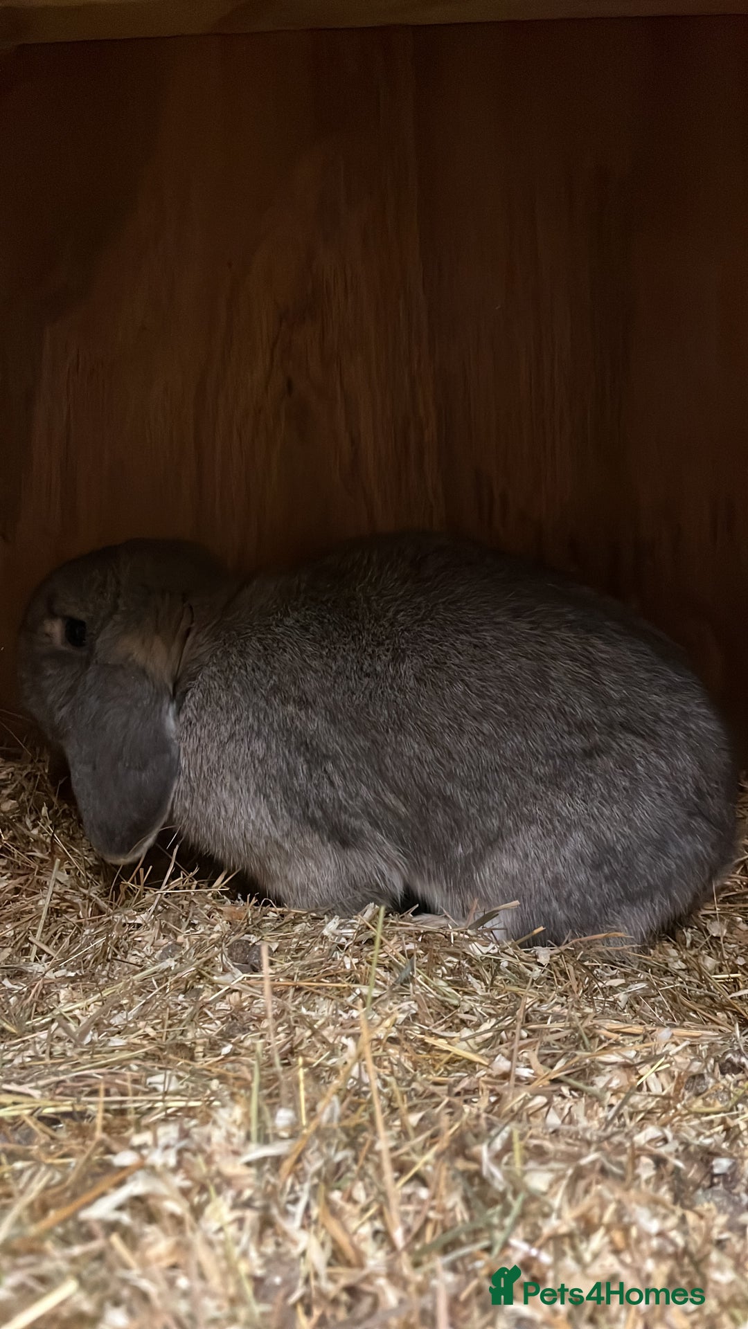 Dwarf Lop rabbits for sale: Trio of drawf lop rabbits - Advert 2