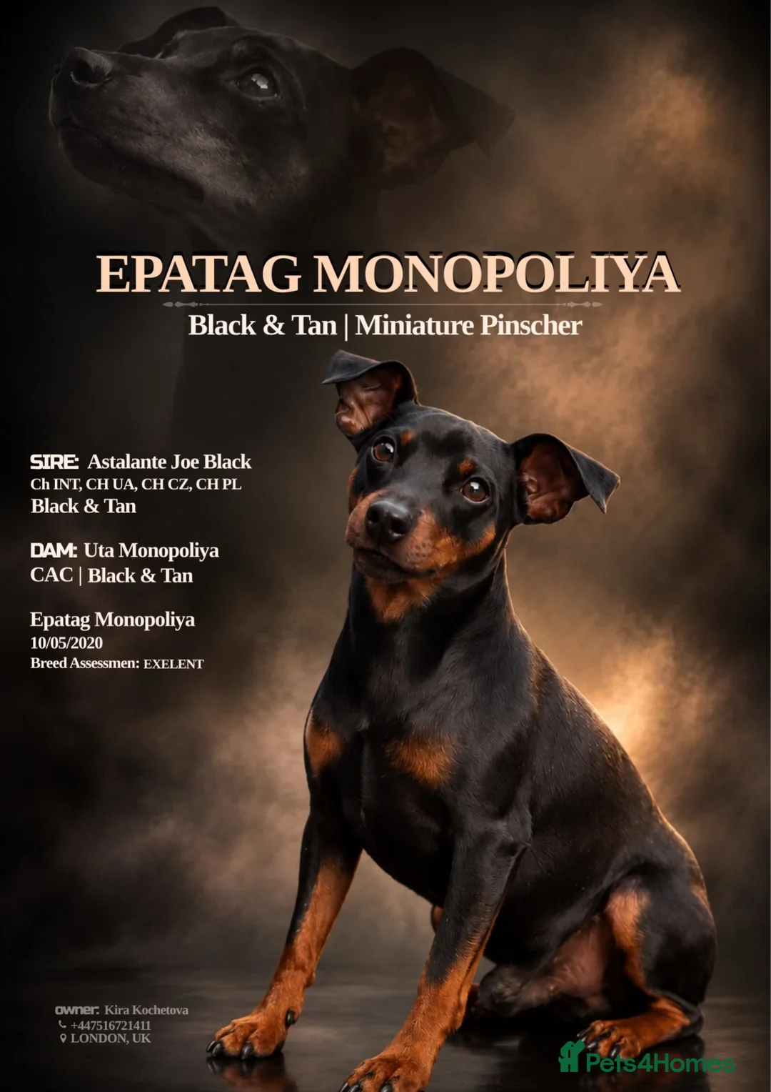 Miniature Pinscher dogs for stud: MINIATURE PINSCHER FOR STUD - Advert 1