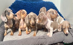 Dachshund dogs for sale: RAINBOW MINI DAXI PRA CLR KC REG - Image 5