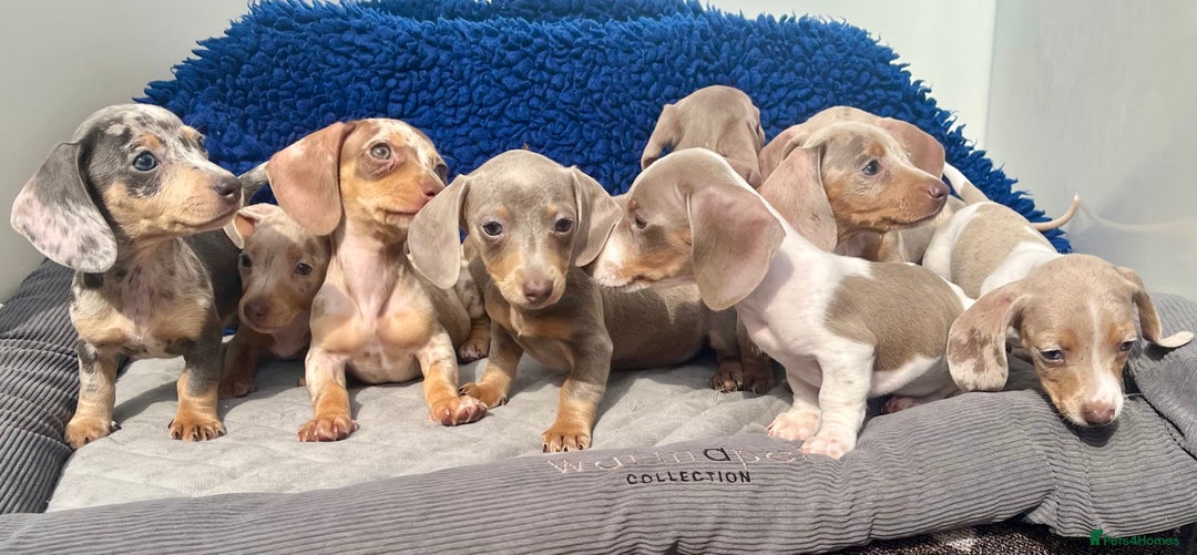 Dachshund dogs for sale: RAINBOW MINI DAXI PRA CLR KC REG - Image 5