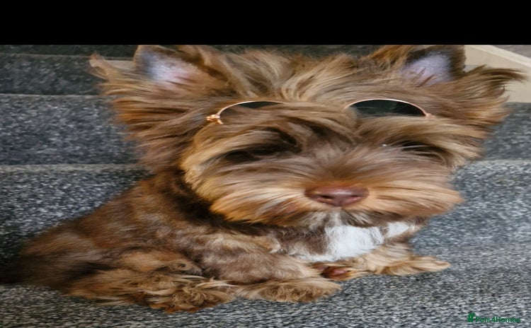 Yorkshire Terrier dogs - Advert 1