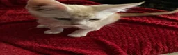 Maine Coon cats for sale: 4 playful Pure breed Maine Coon kittens - Advert 3