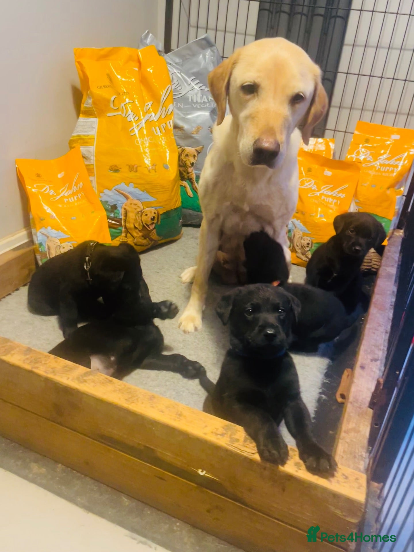 Labrador Retriever dogs Working Labrador puppies - Advert 18