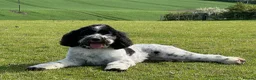 Double Doodle dogs for sale: One of the Original Labradoodle Breeders in the UK - Advert 17