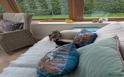 Mixed Breed cats for sale: Two gorgeous boys left - Image 10