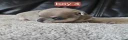 Chihuahua dogs for sale: 5 chiuaua baby boys - Advert 21