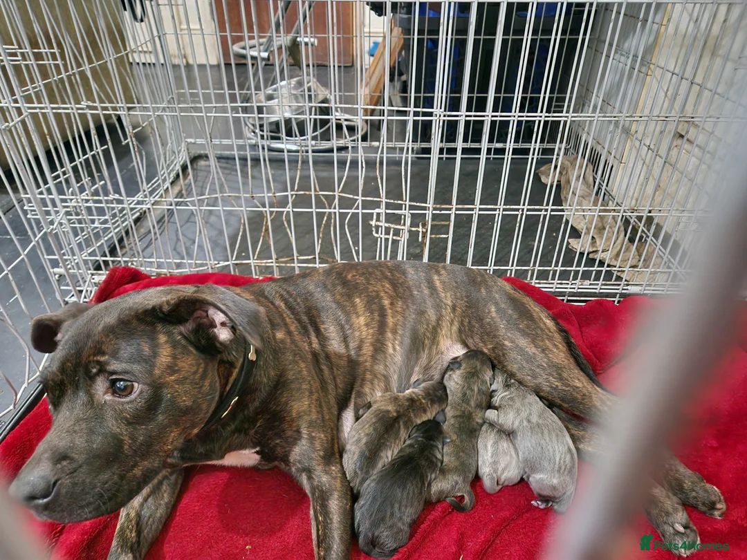 Mixed Breed dogs for sale: Puppy's are ready to leave now - Advert 1