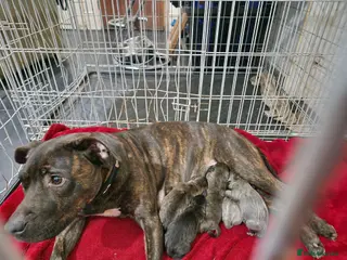 Mixed Breed dogs Puppy's are ready to leave now - Advert 1