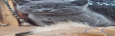 British Shorthair Alfie 