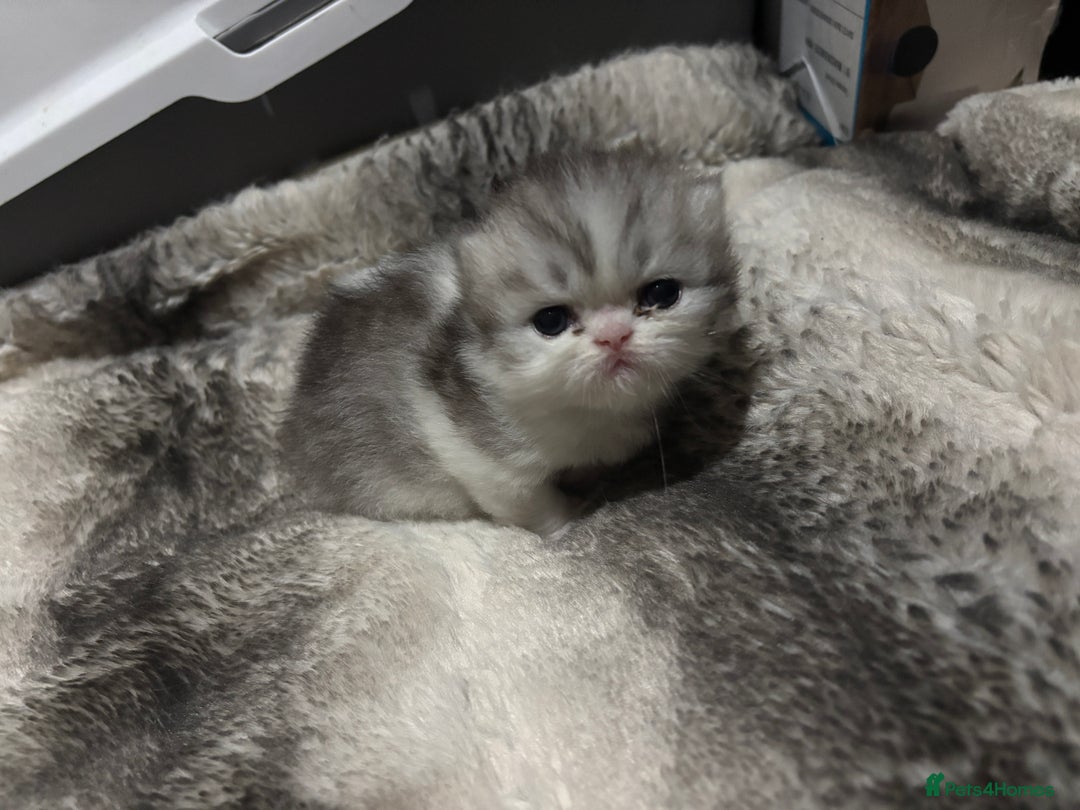 Persian cats for sale: Persian chinchilla kitten  - Image 18