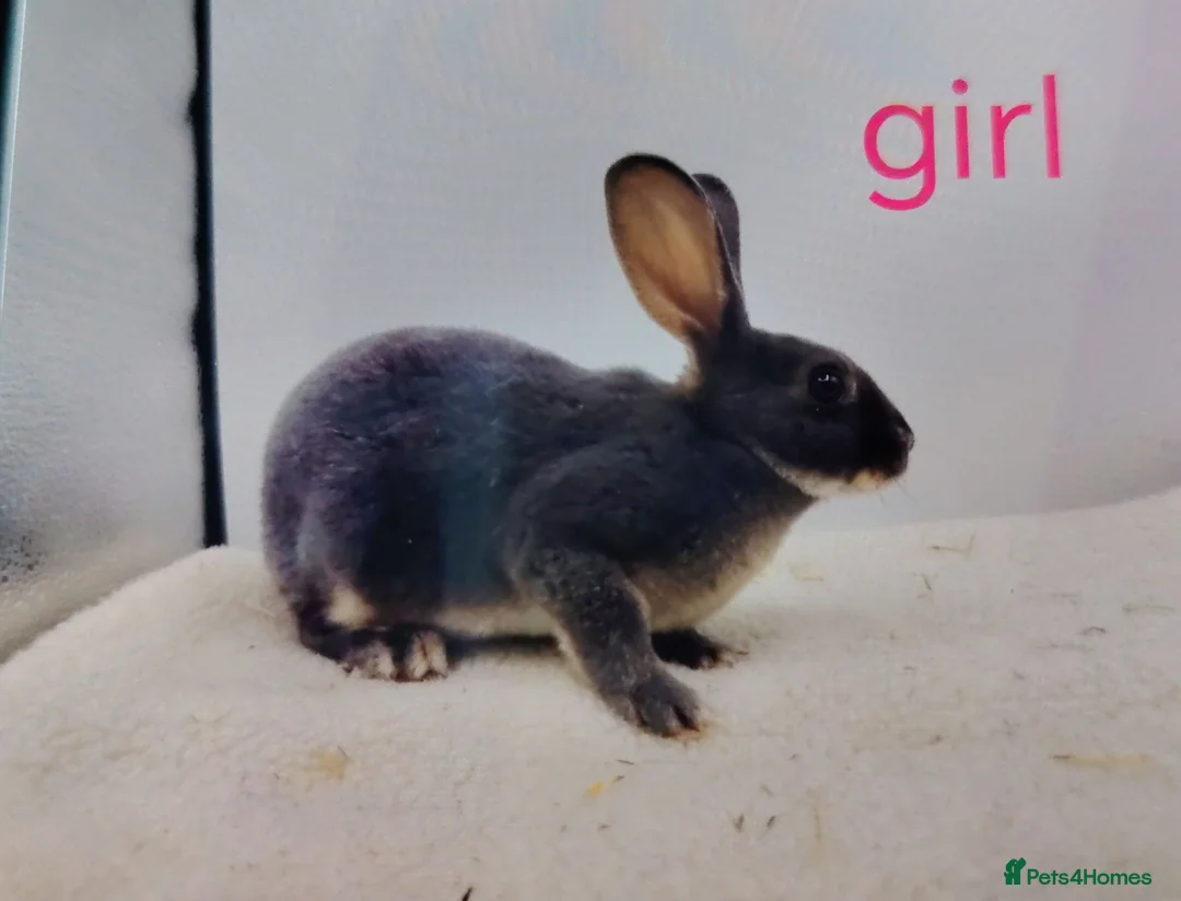 Rex rabbits for sale: Lovely mixed litter mini rex - Advert 2