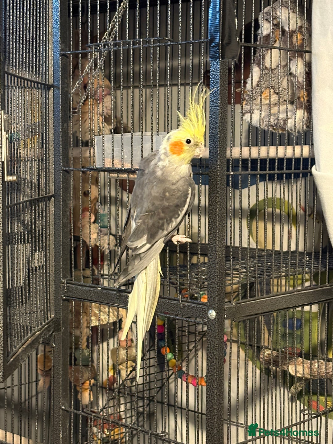 Cockatiels birds for sale: Pair of cockatiels- male and female  - Advert 5