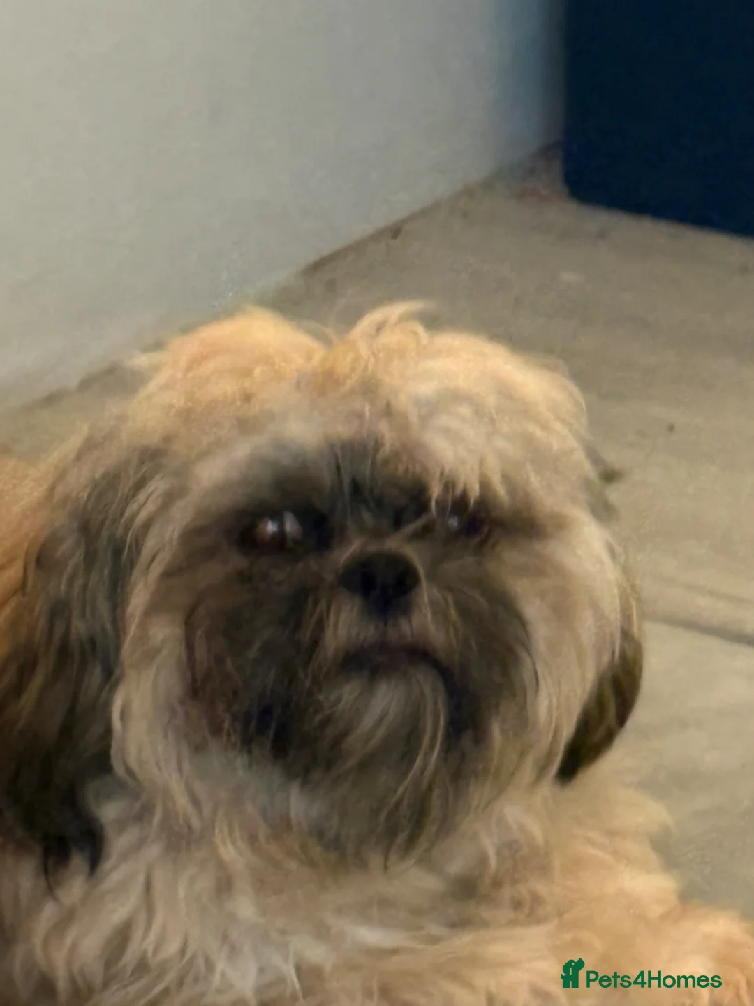 Shih Tzu dogs for sale: 7 month shitzu in Glasgow - Advert 6