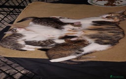 Mixed Breed cats for sale: 5 beautiful kittens female - Advert 7