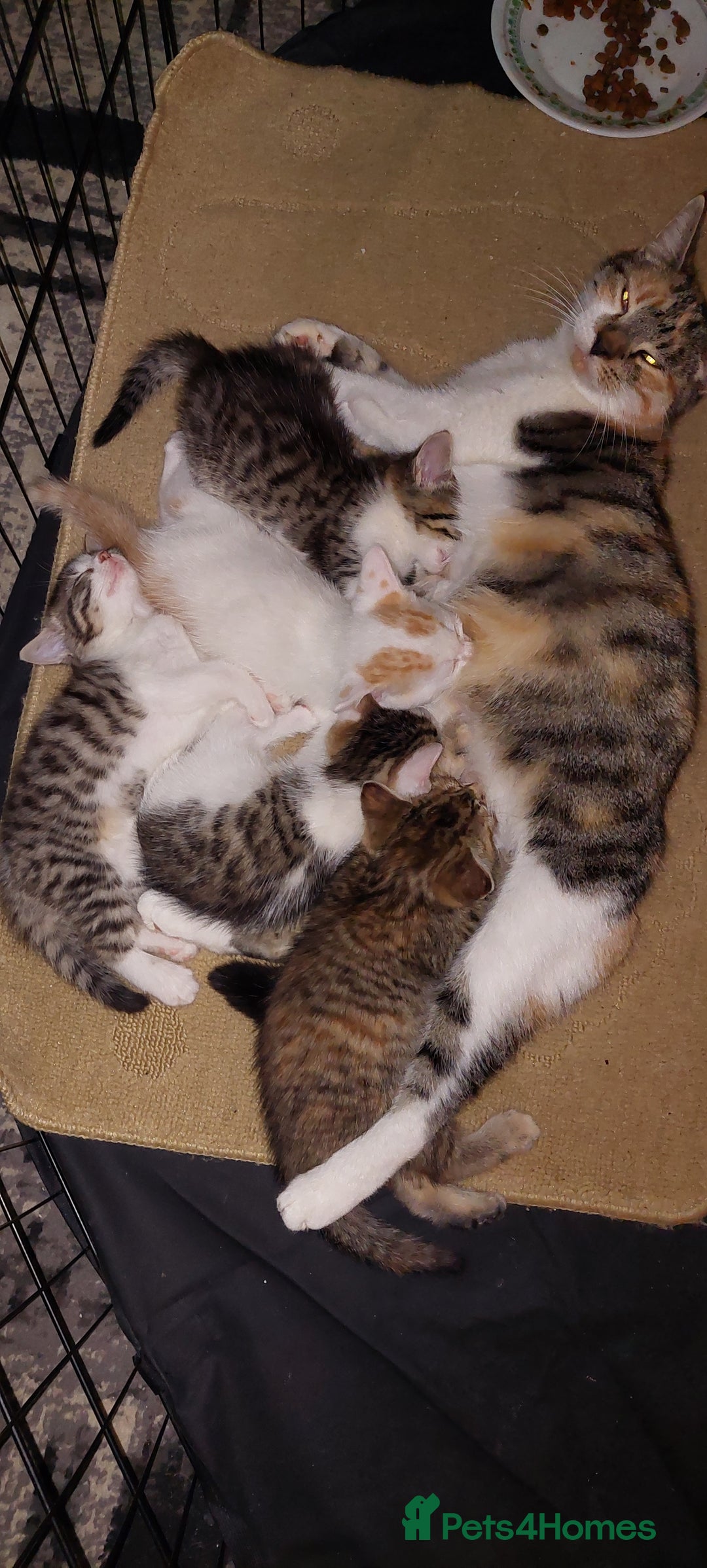 Mixed Breed cats for sale: 5 beautiful kittens female - Advert 7