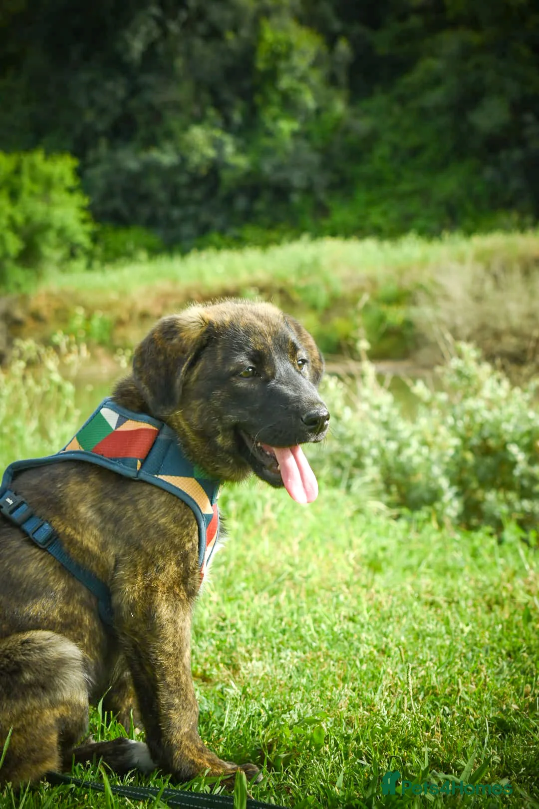 Mixed Breed dogs for adoption: Noodle - Advert 2