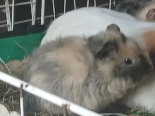 Guinea Pig rodents for sale: Sow Guinea Pigs - Advert 1