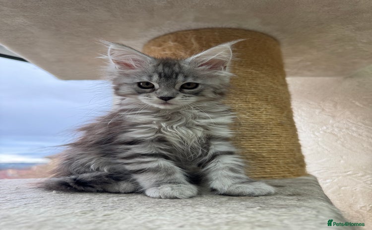 Maine Coon cats Maine coon girl - Advert 1