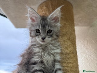 Maine Coon cats Maine coon girl - Advert 13