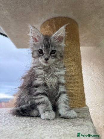 Maine Coon cats Maine coon girl - Advert 1