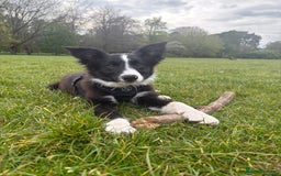 Border Collie dogs for sale: Meet Enzo - Image 11