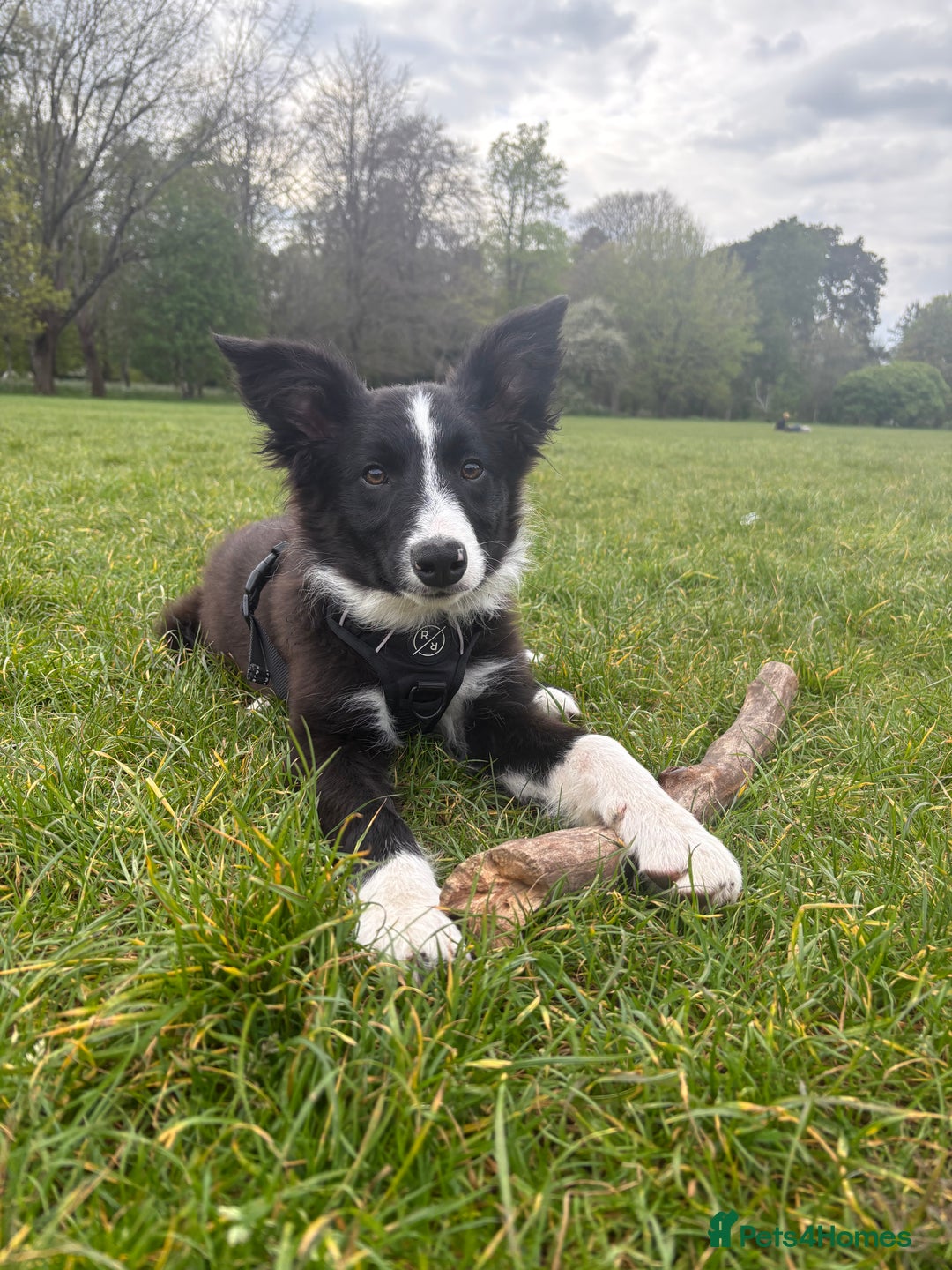 Border Collie dogs for sale: Meet Enzo - Image 11