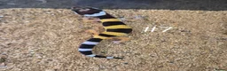 Gecko reptiles for sale: Female Leopard Geckos - Advert 5