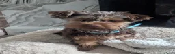 Yorkshire Terrier dogs for sale: Male Yorkshire terrier  in Nottingham - Advert 7