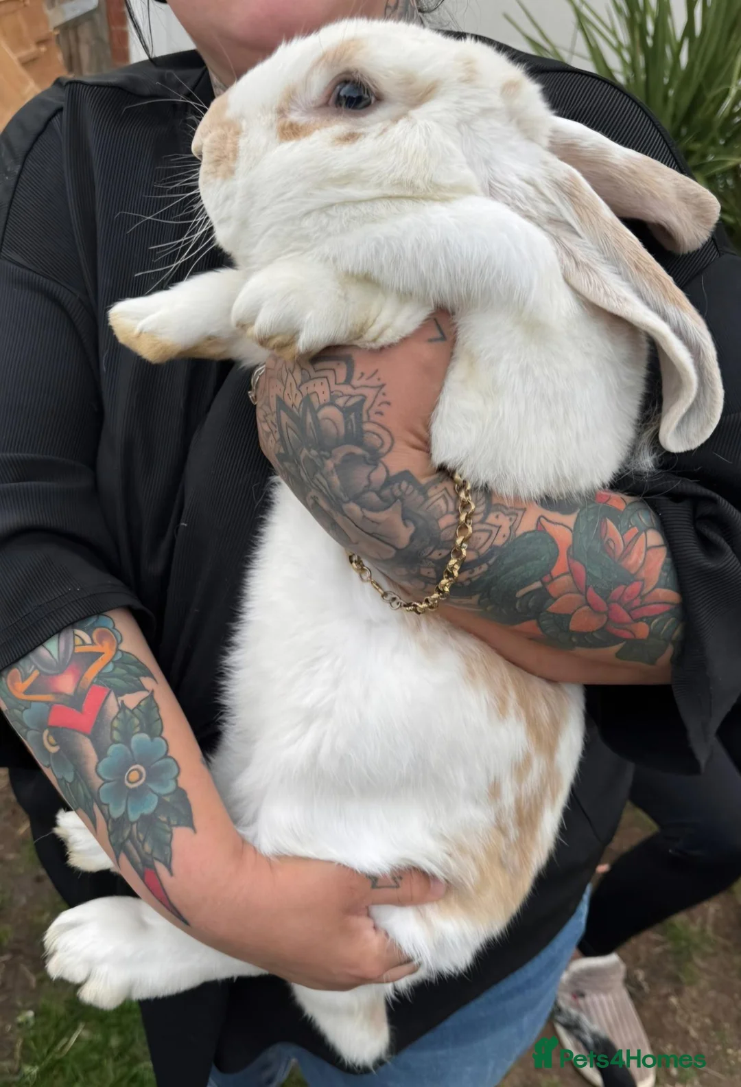 Mixed Breed rabbits for sale: Beautiful little of mixed giants  - Advert 12