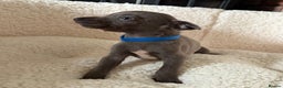 Whippet dogs for sale: KC registered BLUE whippet puppies 100% show type  - Advert 3