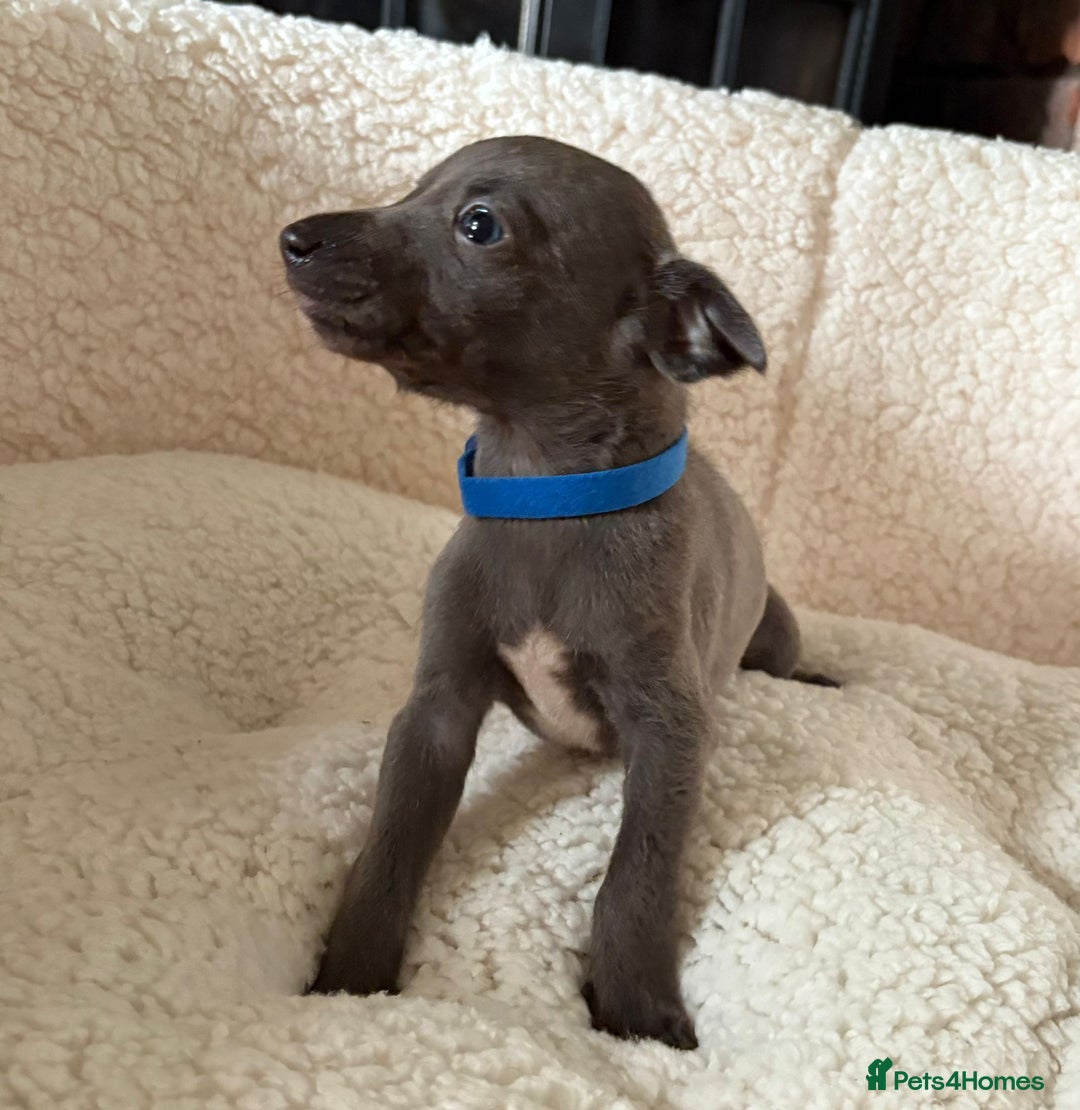 Whippet dogs for sale: KC registered BLUE whippet puppies 100% show type  - Advert 3