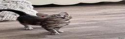 Bengal cats for sale: Tica Registered Bengals  - Advert 12