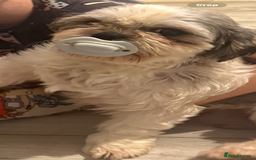 Shih Tzu dogs for sale: Beautiful Shitzu pups for sale  - Image 5